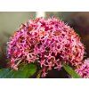 Clerodendron Bungeuv (3)