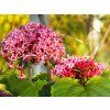 Clerodendron Bungeuv (1)