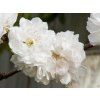 Prunus Taoflora White (4)
