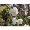 Prunus taoflora white