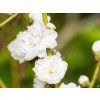 Prunus Taoflora White (1)