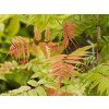 Sorbaria Pink Hopi (1)