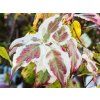 Cornus Summer Fun (1)