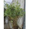 104537 Fargesia Robusta Bambus formidabel