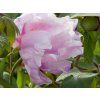 Paeonia ostii (2)