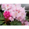 Rhododendron Bouzov (5)