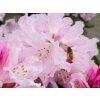 Rhododendron Bouzov (4)