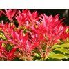 forest flame