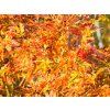 Acer Jerre Schwartz (2)