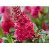 Buddleja Butterfly Candy Little Ruby (1)