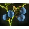 Blaubeere 1