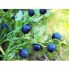 Blaubeere