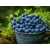 106424 3 echte Waldheidelbeere