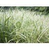 Grass Carex Ice Dance CARICED SHN 1 A