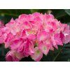 Hydrangea macrophylla Red Baron (2)