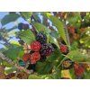 Moruše 'Mojo Berry' (Balení kontejner C5, Tvar kmínek 130cm)
