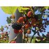 Moruše 'Mojo Berry' (Balení kontejner C5, Tvar kmínek 130cm)