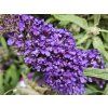 Schmetterlingsflieder 'Butterfly Candy Little Purple' (Containerware p17)