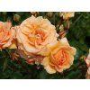 Rose 'Bentheimer Gold®' (Verpackung Spezialverpackung)