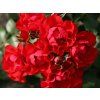 Růže 'Black Forest Rose®' (Balení speciální balení)