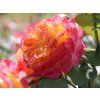 Rose 'Gartenspass®' (Spezielle Verpackung)