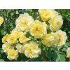 Rose 'Golden Gate®' (Container C2)