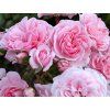 Růže 'Home&Garden®' (Balení speciální balení)