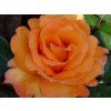 107573 ruze doris tysterman baleni specialni baleni