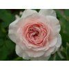 Rose 'Larissa®' (Spezielle Verpackung)
