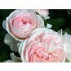 Rose 'Larissa®' (Spezielle Verpackung)