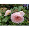 Rose 'Marchenzauber®' (Sonderverpackung)
