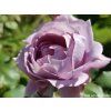 Rose 'Novalis®' (Spezialverpackung)