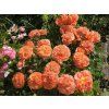 Rose 'Orangerie®' (Spezielle Verpackung)