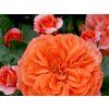 Rose 'Orangerie®' (Spezielle Verpackung)
