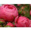 Rose 'Pomponella®' (Spezialverpackung)