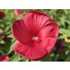 Hibiscus Raijin