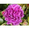 Rose 'Minerva®' (Container C2)