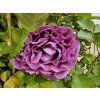 Rose 'Minerva®' (Container C2)