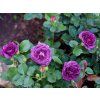 Rose 'Minerva®' (Container C2)