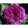 Rose 'Minerva®' (Container C2)