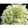 royal flower