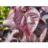 Cercis Black Pearl (3)