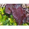 Cercis Black Pearl (2)