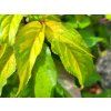 Stachyurus chinensis 'Wonderful Image' (2)