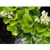 ligustrum 20