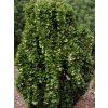 ligustrum 30