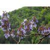 Paulownia Fast Blue