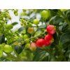 Vaccinium Red Candy (3)