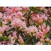 Azalea Pink Spider (1)