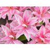 pink spider